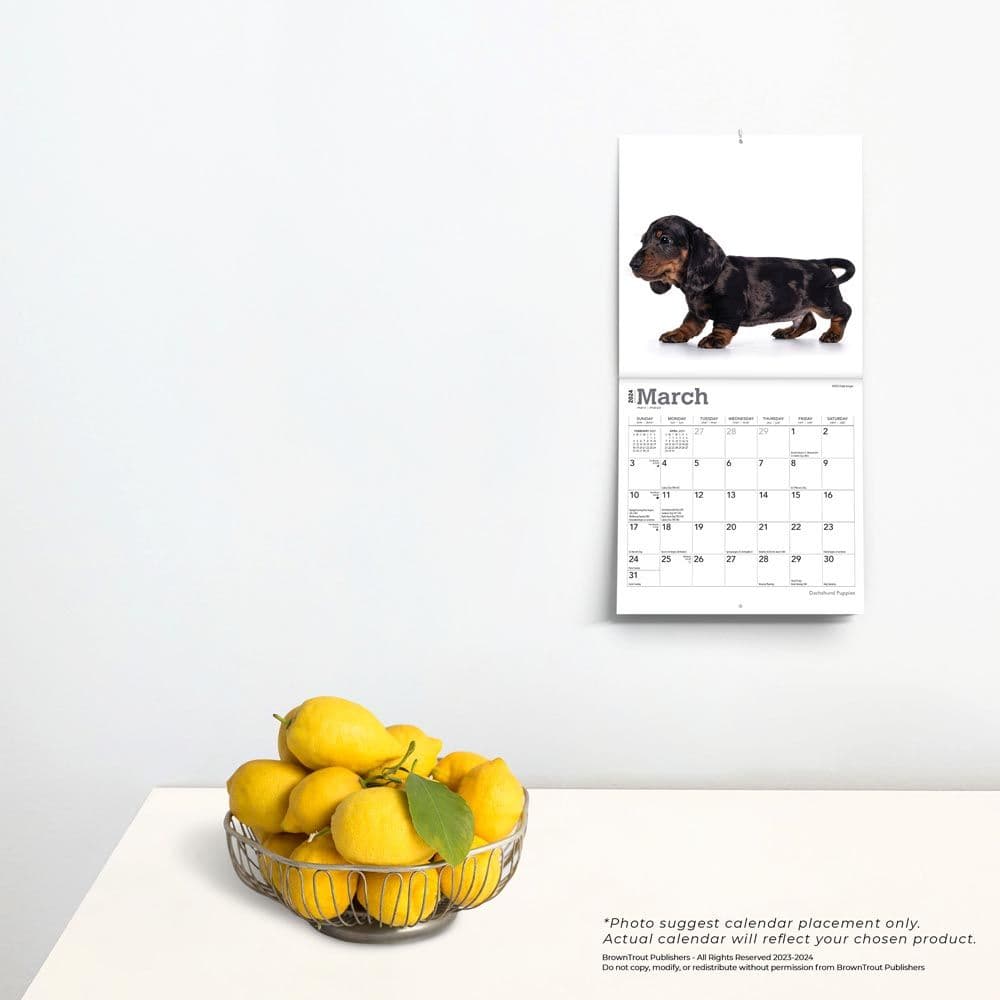 Dachshund Puppies 2024 Mini Wall Calendar