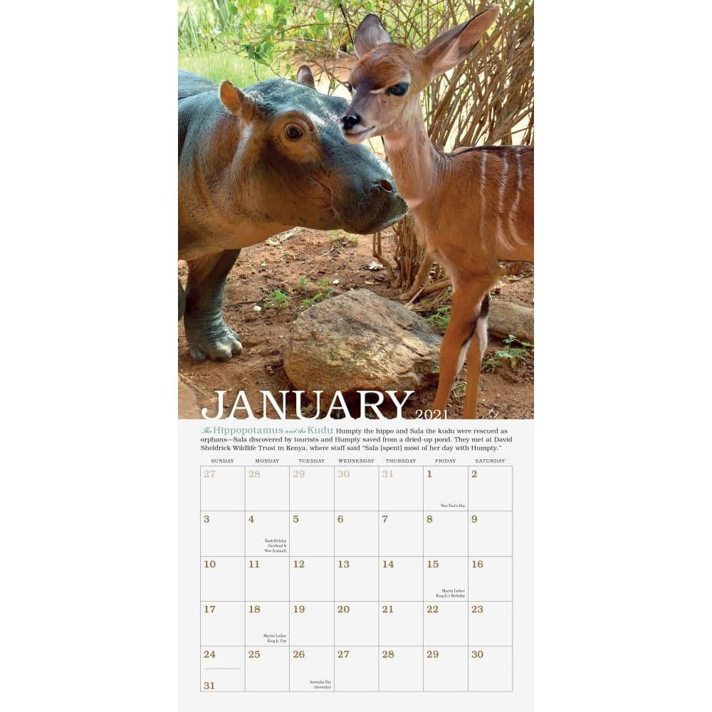 Unlikely Friendships Mini Wall Calendar