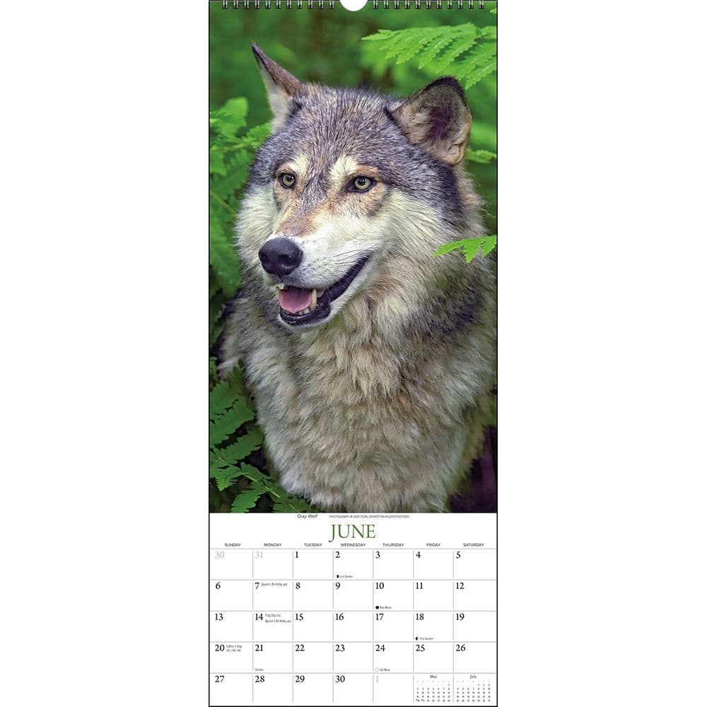 Wolves Wall Calendar