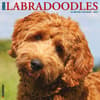 image Just Labradoodles 2025 Wall Calendar Main Image