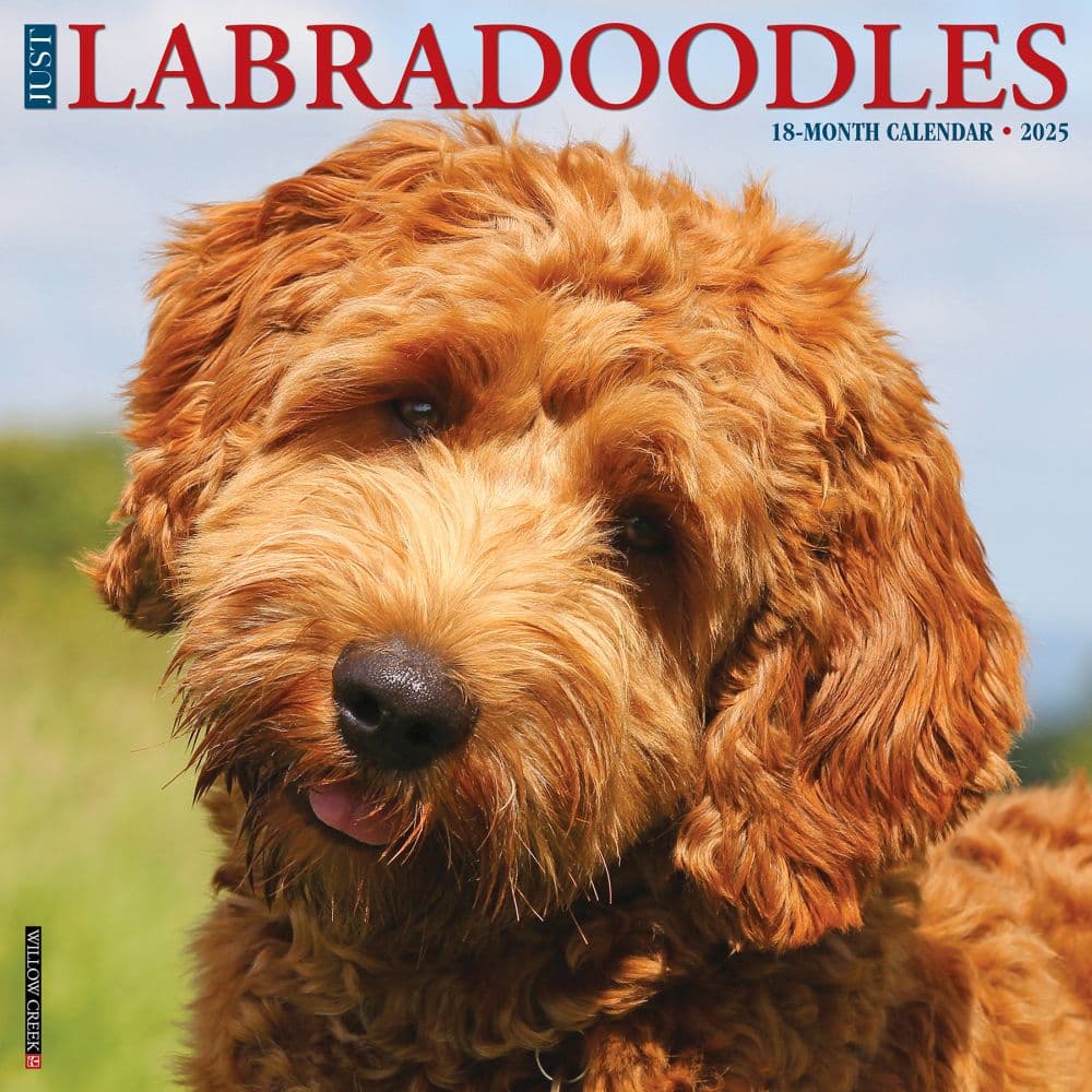 Just Labradoodles 2025 Wall Calendar Main Image