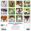 image Jack Russell Puppies 2025 Wall Calendar