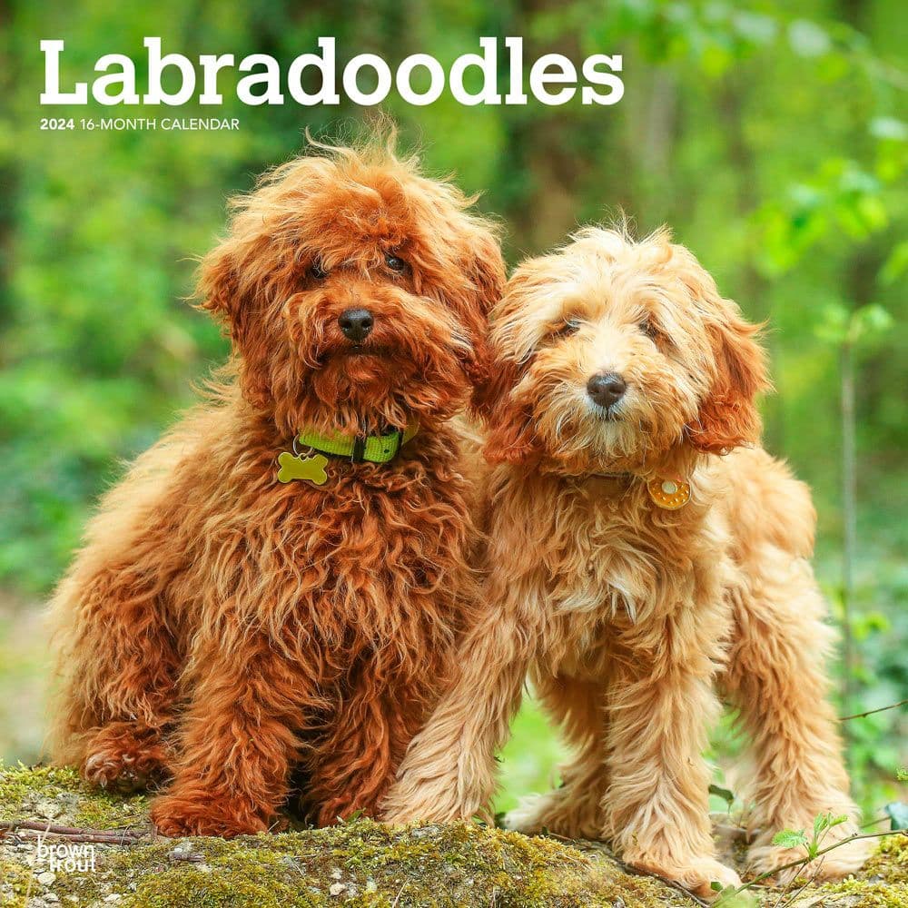 Labradoodles 2024 Wall Calendar - Calendars.com