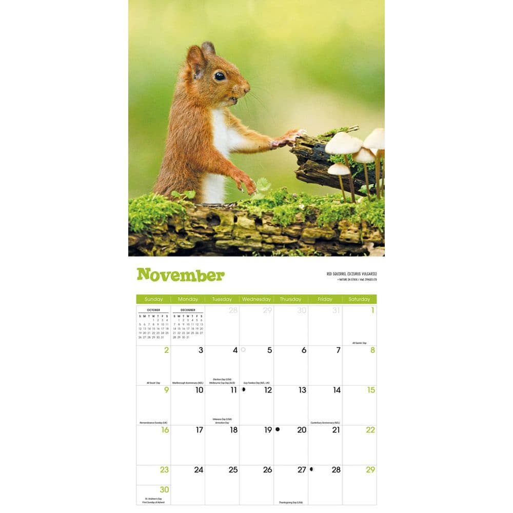 Squirrels 2025 Wall Calendar Fourth Alternate Image width=&quot;1000&quot; height=&quot;1000&quot;