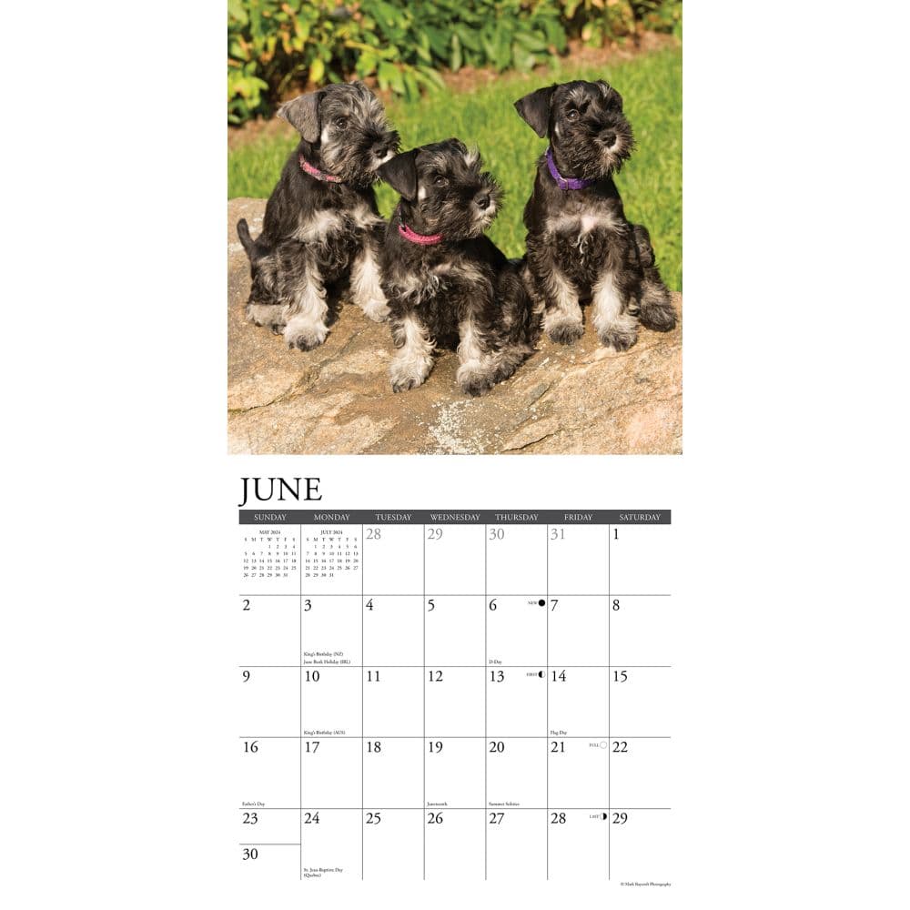 Just Miniature Schnauzers 2024 Wall Calendar