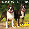 image Just Boston Terriers 2025 Wall Calendar Main Product Image width=&quot;1000&quot; height=&quot;1000&quot;