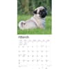 image Pug Puppies 2024 Wall Calendar Second Alternate Image width=&quot;1000&quot; height=&quot;1000&quot;