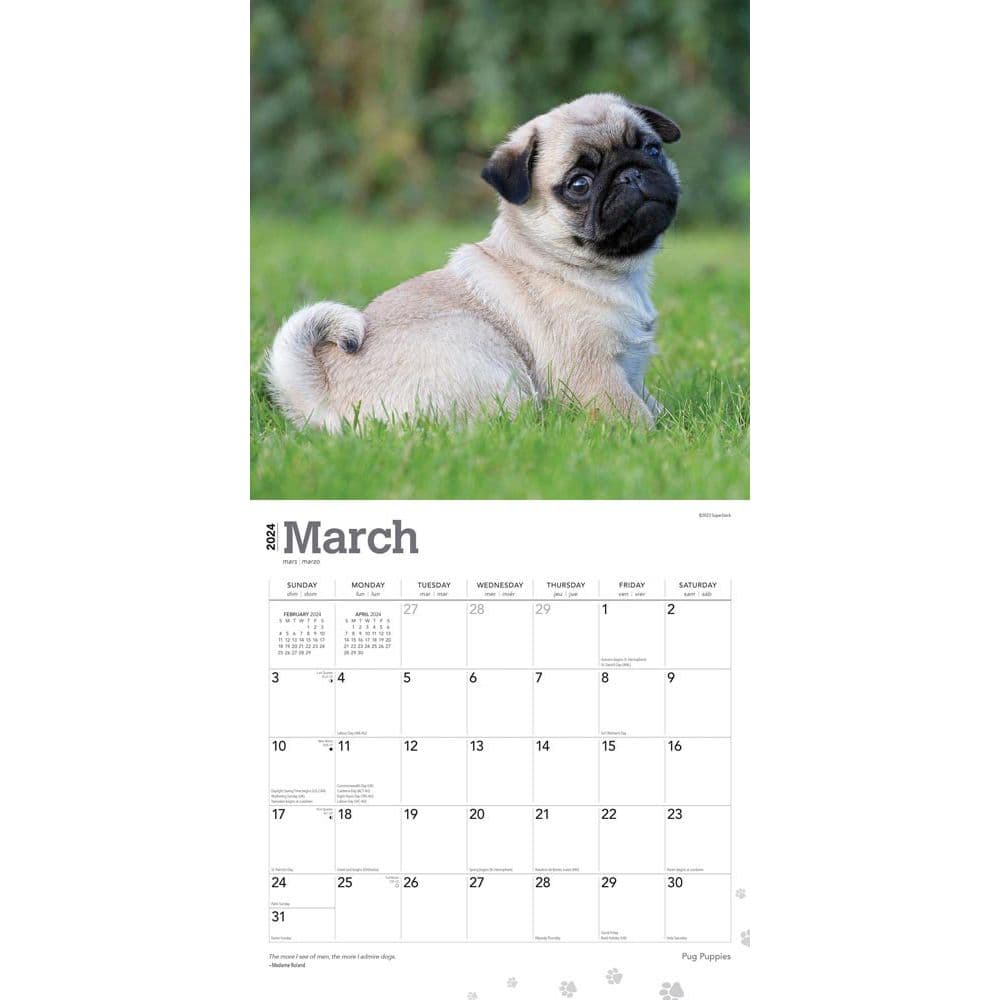 Pug Puppies 2024 Wall Calendar Second Alternate Image width=&quot;1000&quot; height=&quot;1000&quot;