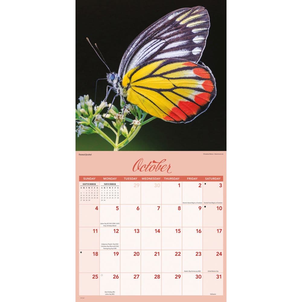 Butterflies Special Value 2026 Wall Calendar Fourth Alternate Image