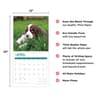 image English Springer Spaniels 2024 Wall Calendar Seventh Alternate Image width=&quot;1000&quot; height=&quot;1000&quot;