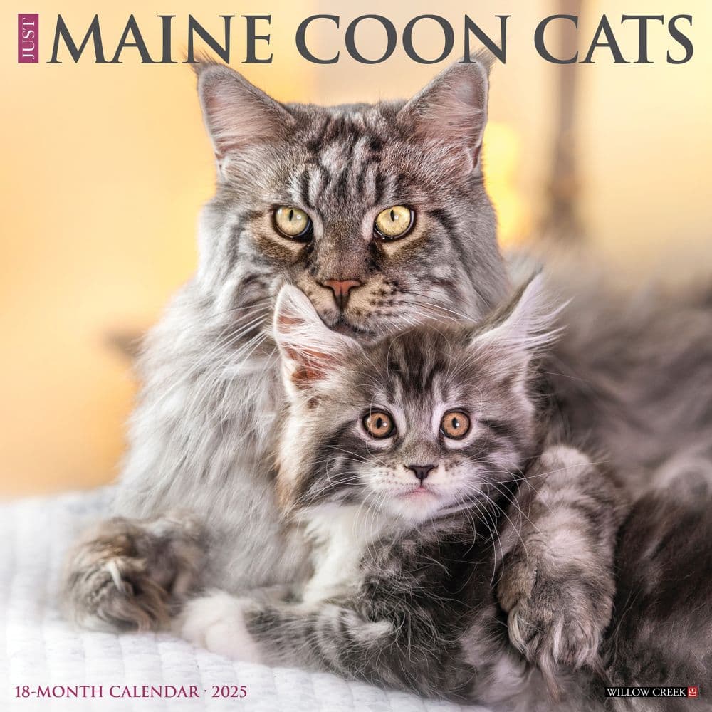 Just Maine Coon Cats 2025 Wall Calendar Main Image