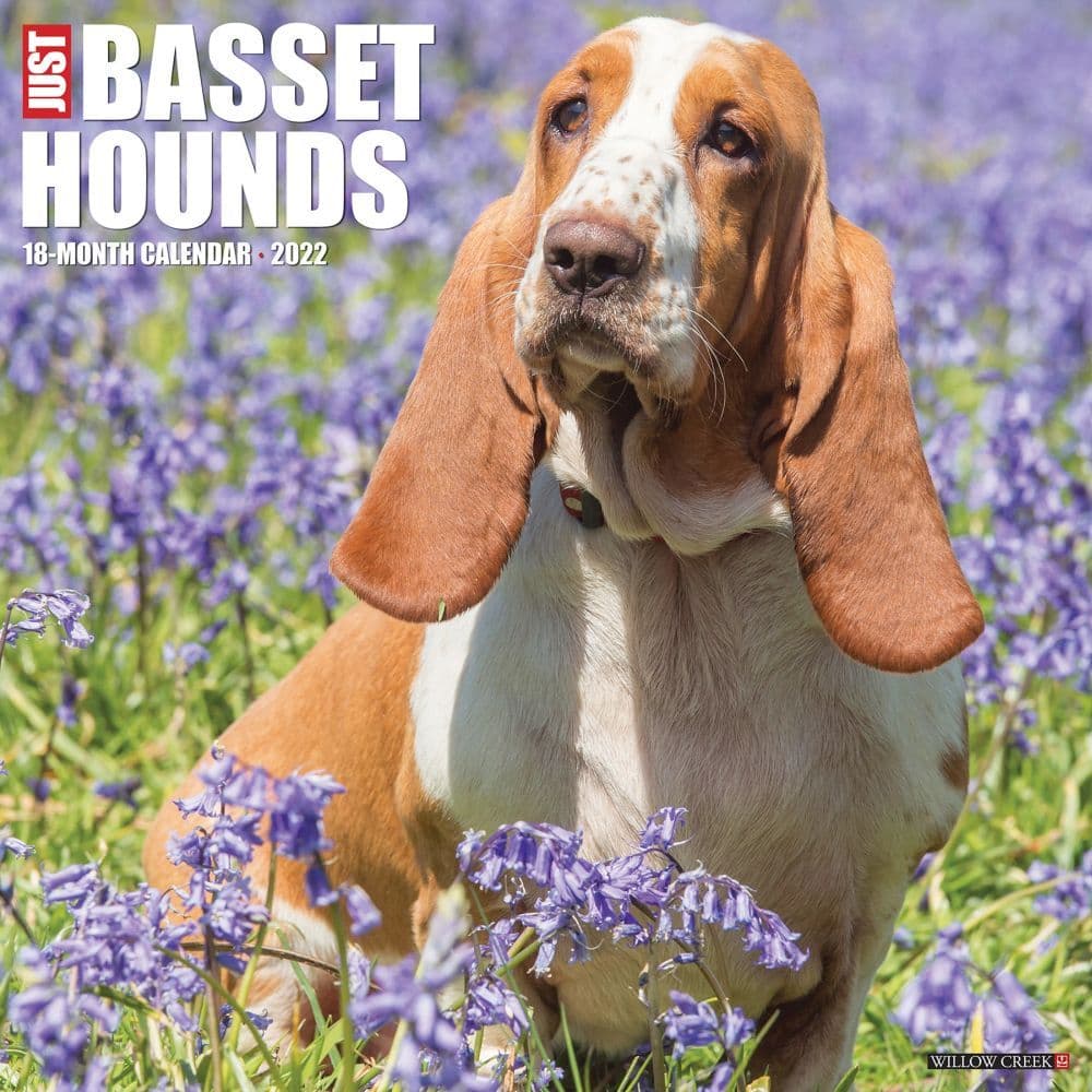 Just Basset Hounds 2022 Wall Calendar