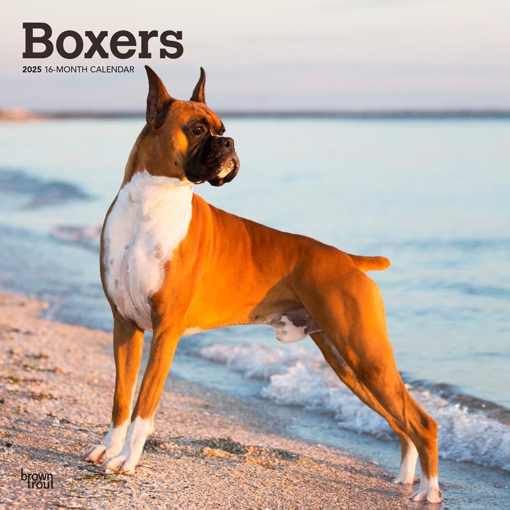 Boxers 2025 Wall Calendar