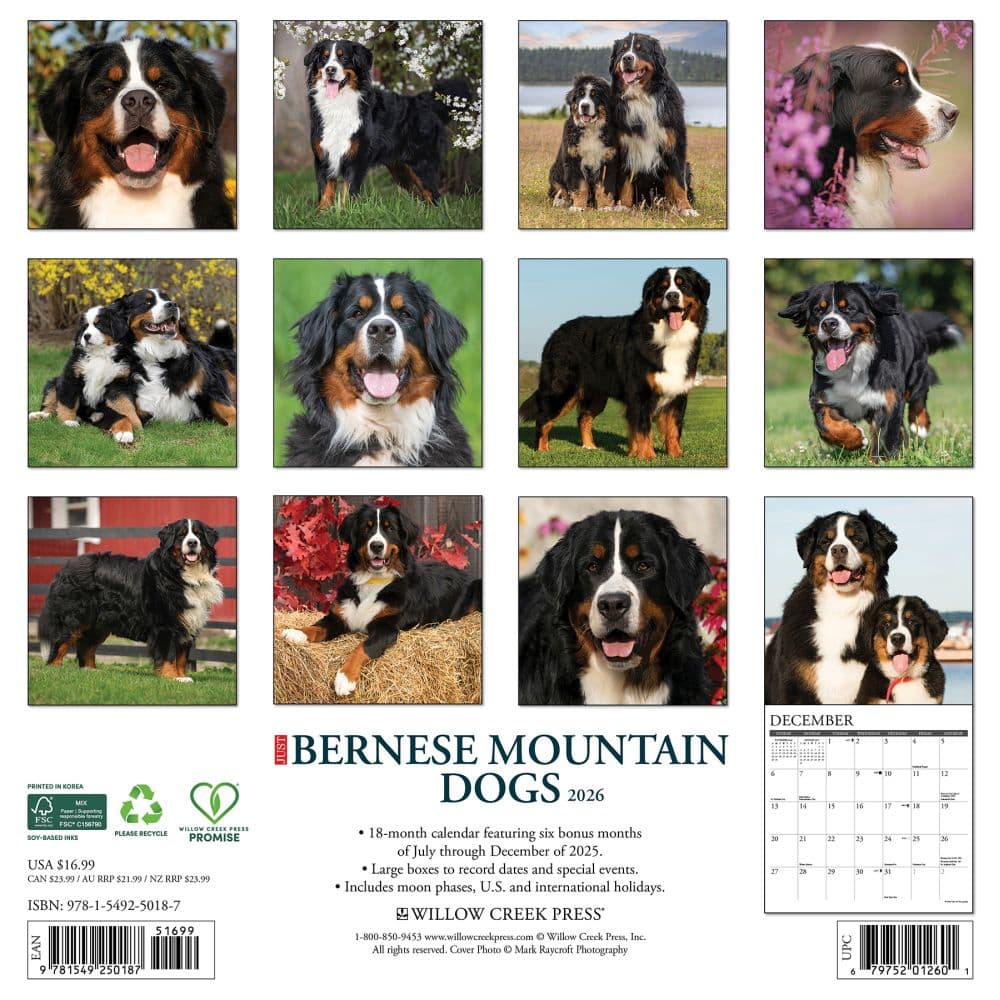 Just Bernese Mountain Dogs 2026 Wall Calendar First Alternate Image