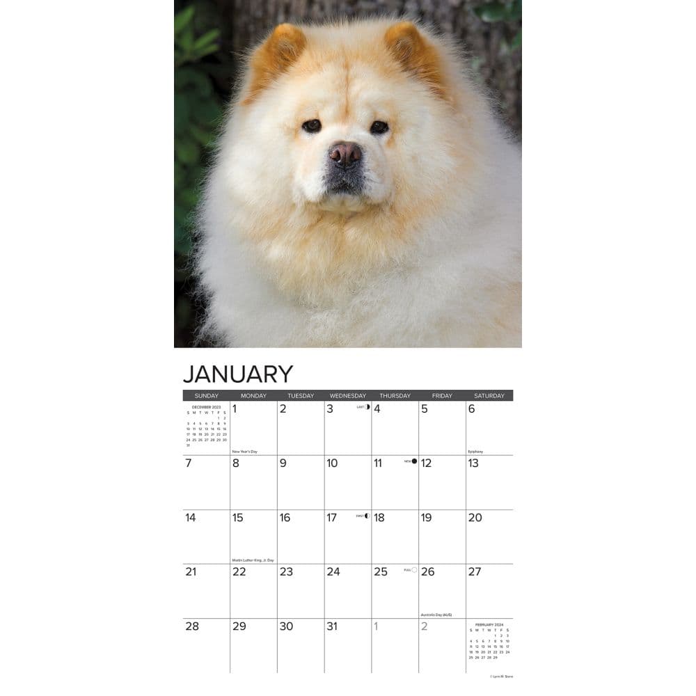 Chow Chows 2024 Wall Calendar