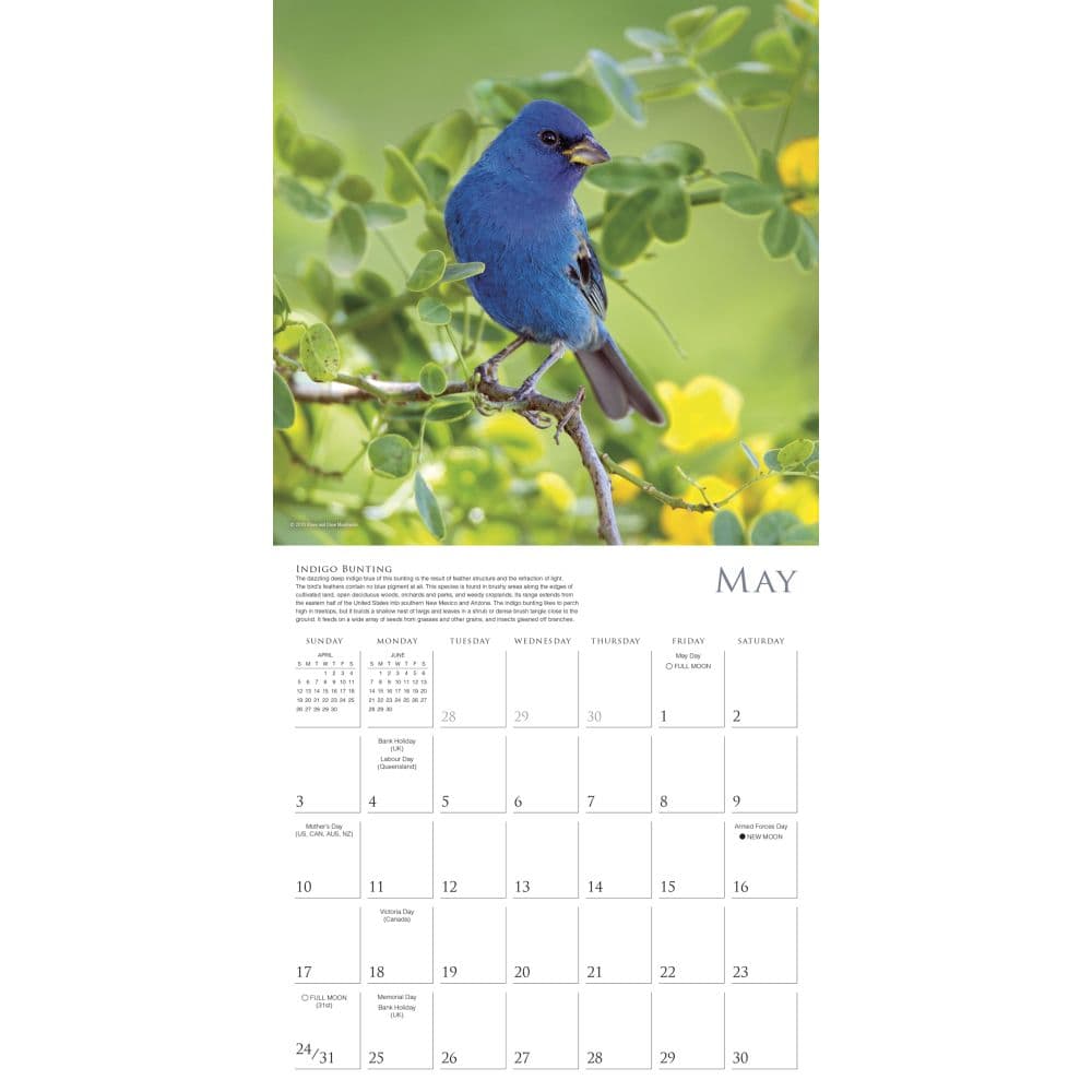 Songbirds 2026 Wall Calendar Second Alternate Image