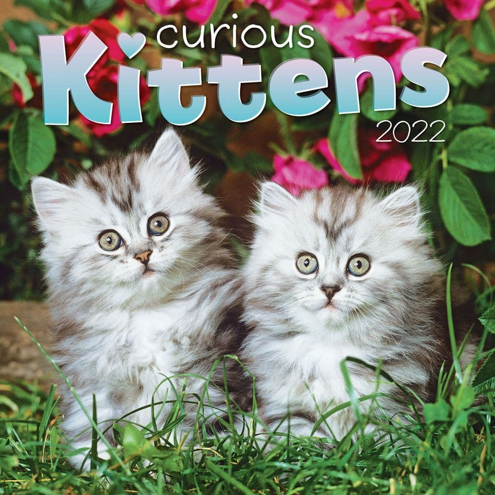 Kittens Curious 2022 Wall Calendar