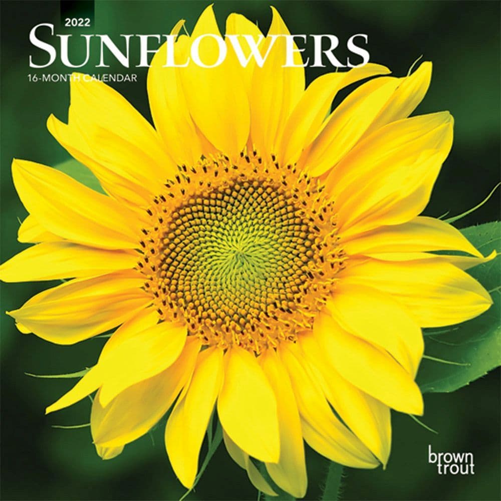 Sunflowers 2022 Mini Wall Calendar