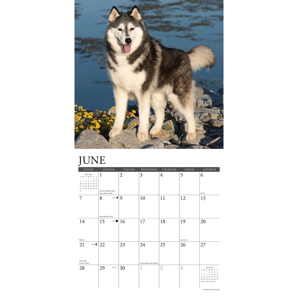 Just Siberian Huskies 2026 Wall Calendar Second Alternate Image