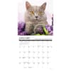 image Cats What Cats Teach Us 2026 Mini Wall Calendar Second Alternate Image