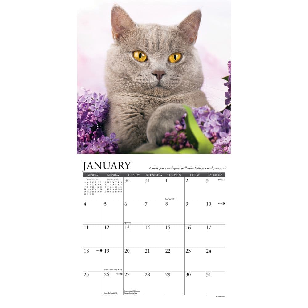 Cats What Cats Teach Us 2026 Mini Wall Calendar Second Alternate Image