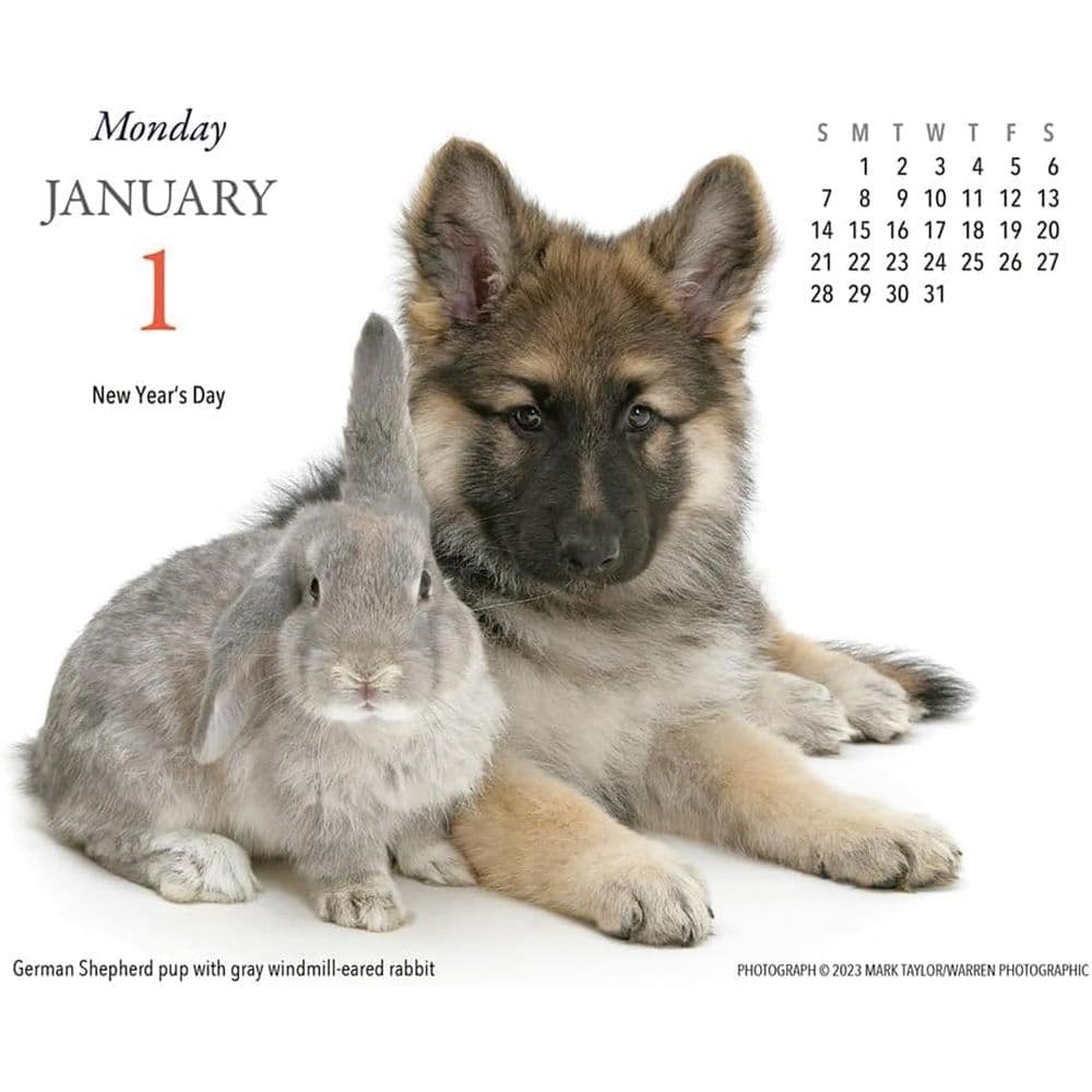 Puppies and Friends 2024 Desk Calendar First Alternate Image width=&quot;1000&quot; height=&quot;1000&quot;