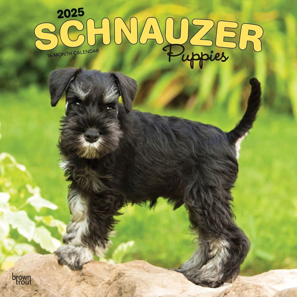 Schnauzer Puppies 2025 Wall Calendar