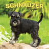 image Schnauzer Puppies 2025 Wall Calendar Main Image