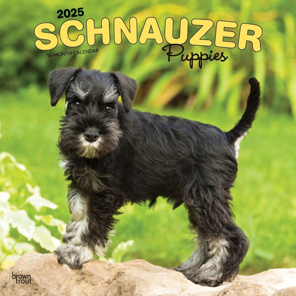 image Schnauzer Puppies 2025 Wall Calendar Main Image