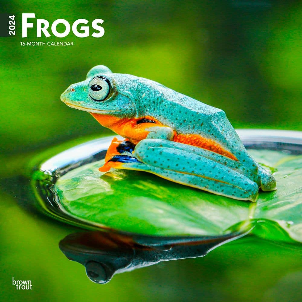 Frogs 2024 Wall Calendar Main Product Image width=&quot;1000&quot; height=&quot;1000&quot;