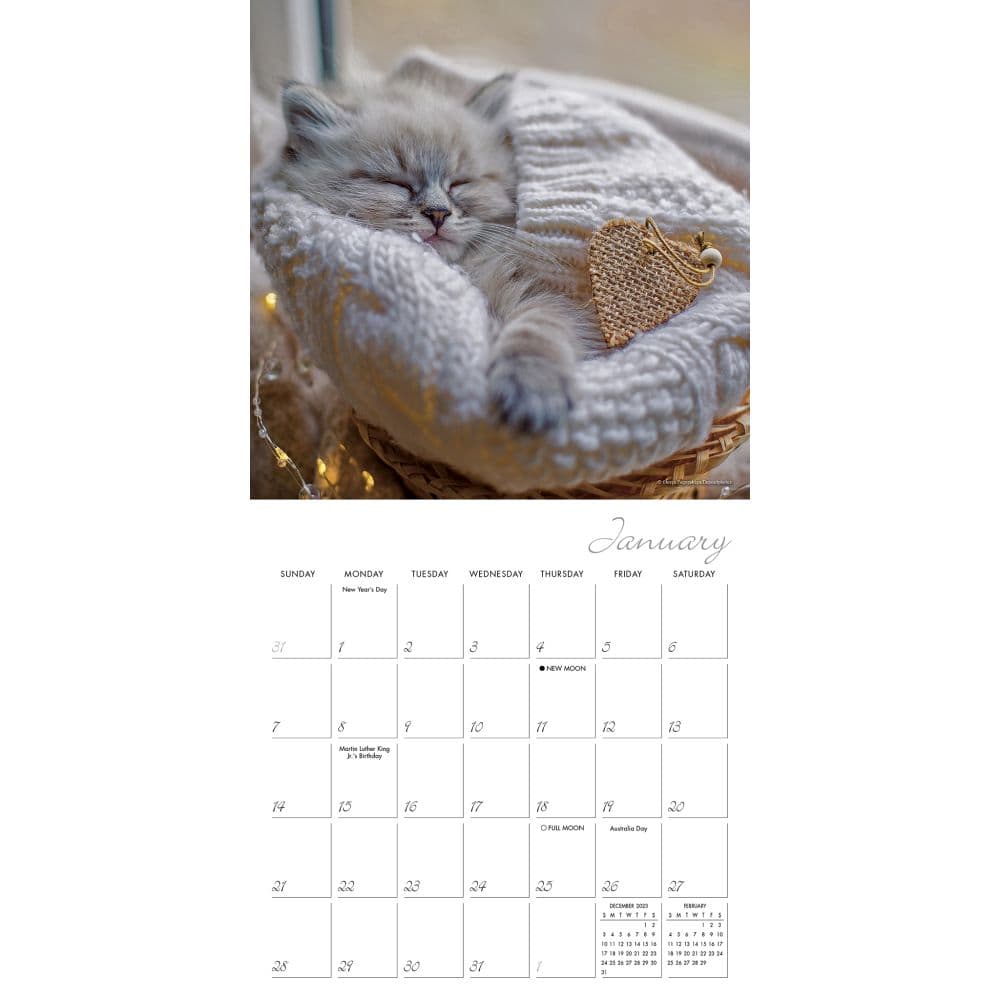 Cat Naps 2024 Mini Wall Calendar