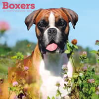 image Boxers 2026 Wall Calendar Main Product Image