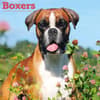 image Boxers 2026 Wall Calendar Main Product Image