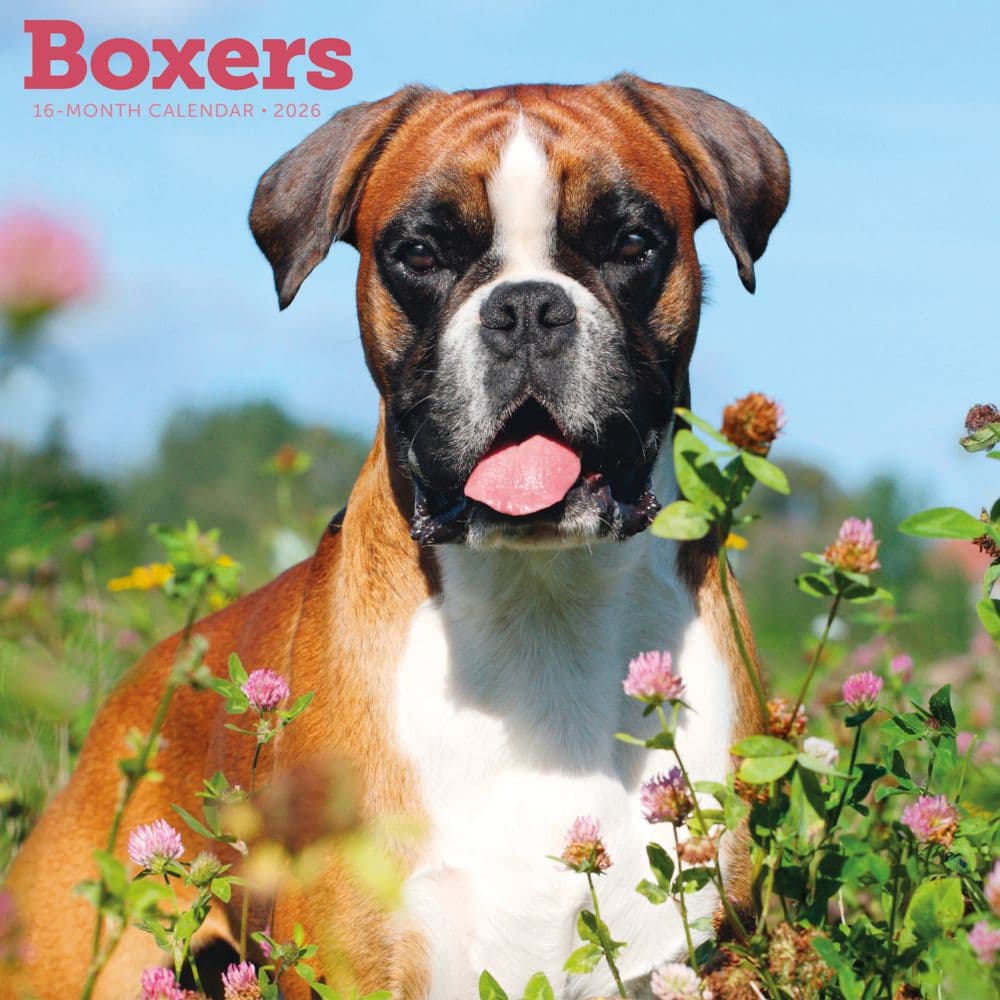 Boxers 2026 Wall Calendar Main Product Image