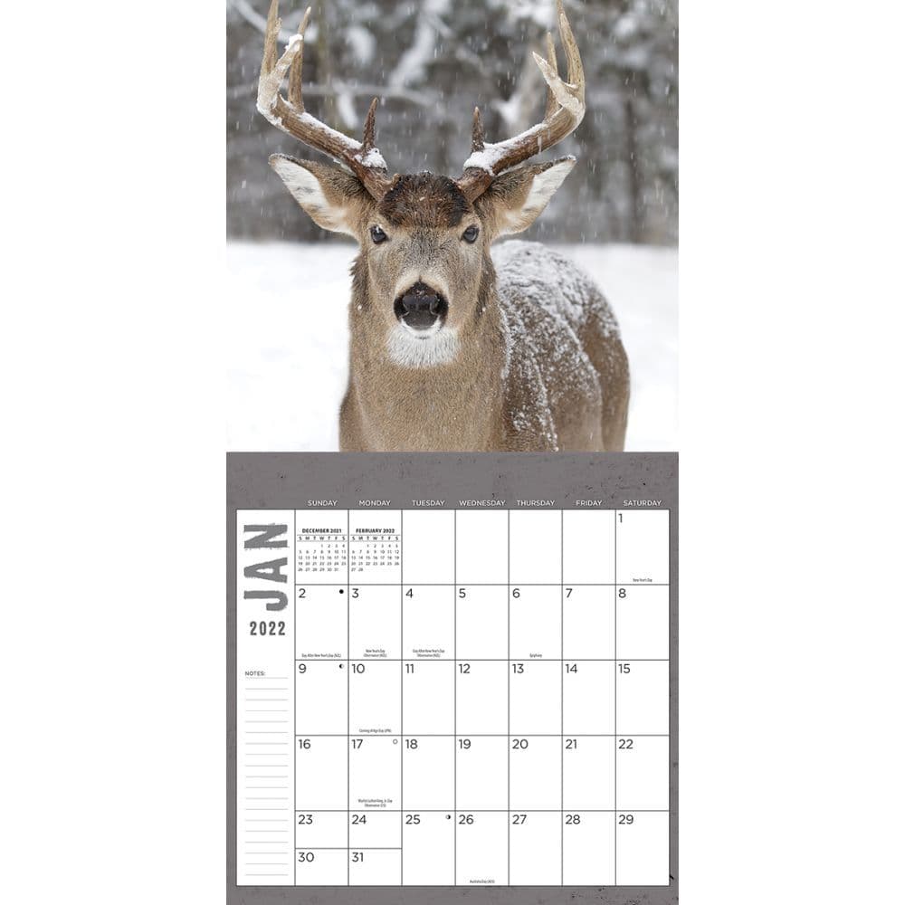 Calendrier Ffc Limousin 2023 White Tailed Deer 2022 Wall Calendar - Calendars.com