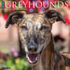 image Just Greyhounds 2025 Wall Calendar Main Image