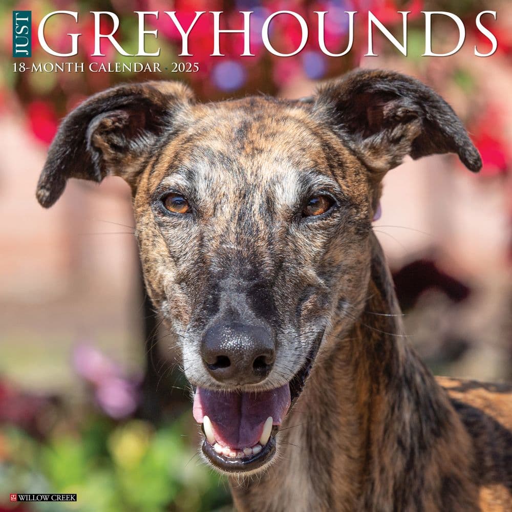 Just Greyhounds 2025 Wall Calendar Main Image