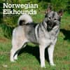 image Norwegian Elkhounds 2024 Wall Calendar Main Product Image width=&quot;1000&quot; height=&quot;1000&quot;