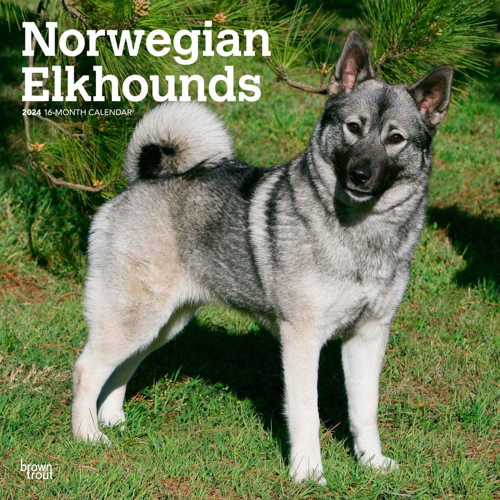 Norwegian Elkhounds 2024 Wall Calendar Main Product Image width=&quot;1000&quot; height=&quot;1000&quot;