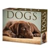 image Dogs 2026 Desk Calendar Main Product Image