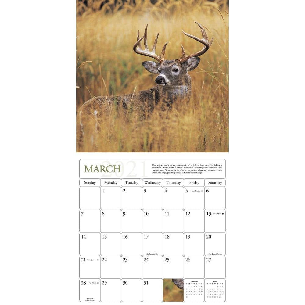 Whitetail Deer Wall Calendar