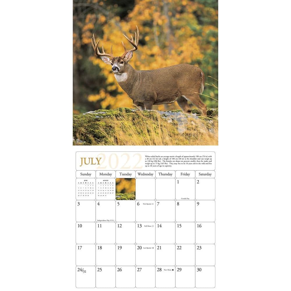 Whitetail Deer 2022 Wall Calendar - Calendars.com