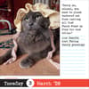image Bad Cat 2026 Desk Calendar Third Alternate Image