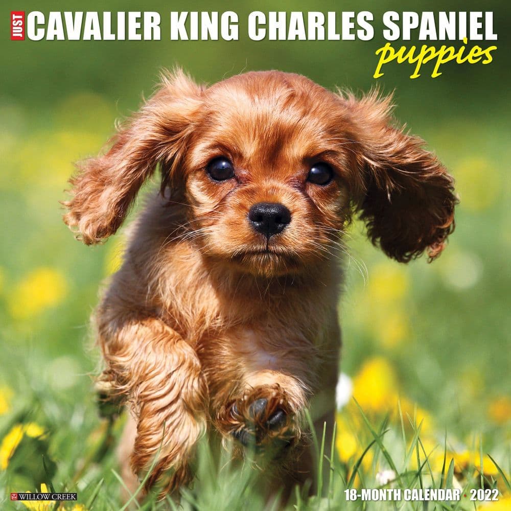 Cavalier King Charles Spaniel Puppies 2022 Wall Calendar