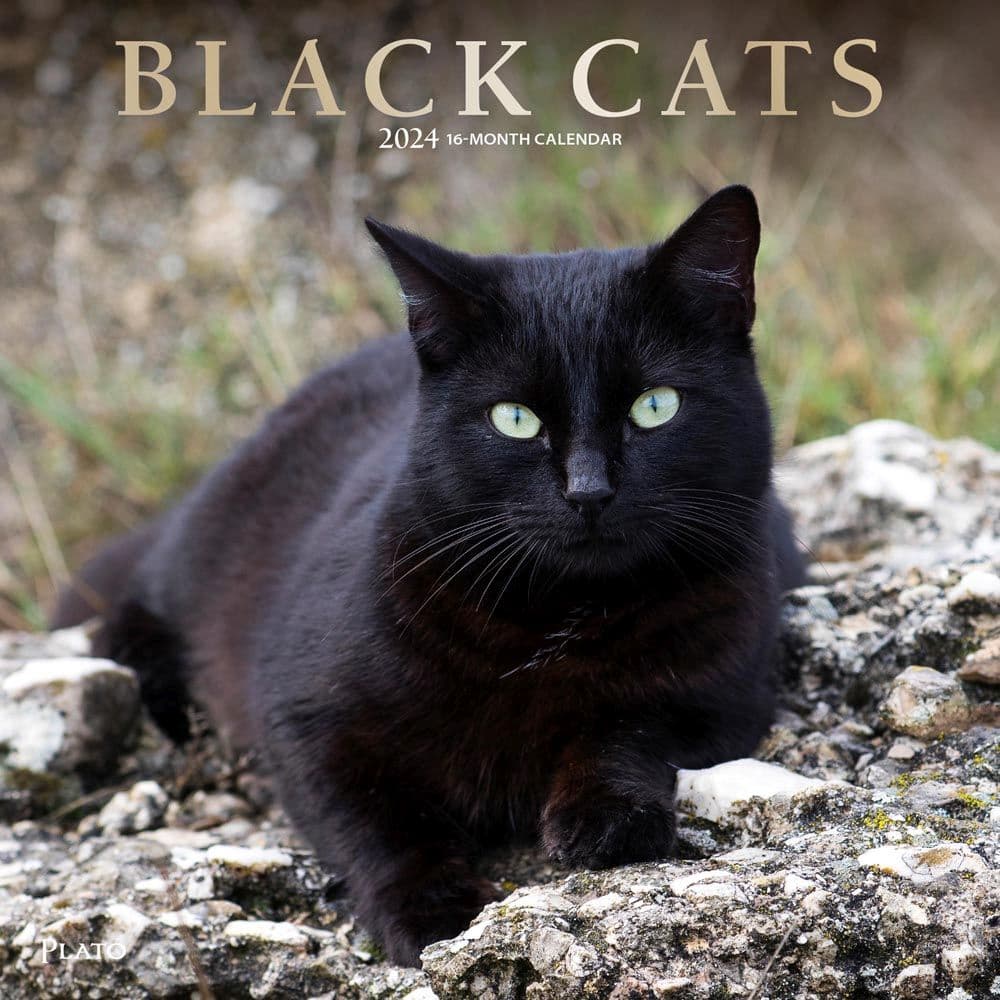 Black Cats 2024 Wall Calendar Calendars