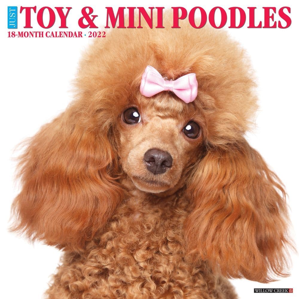 Toy and Miniature Poodles 2022 Wall Calendar