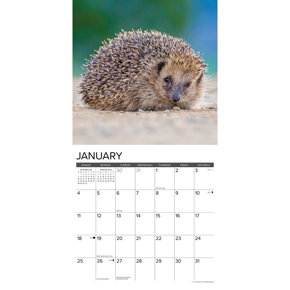 Hedgehogs 2026 Wall Calendar Second Alternate image