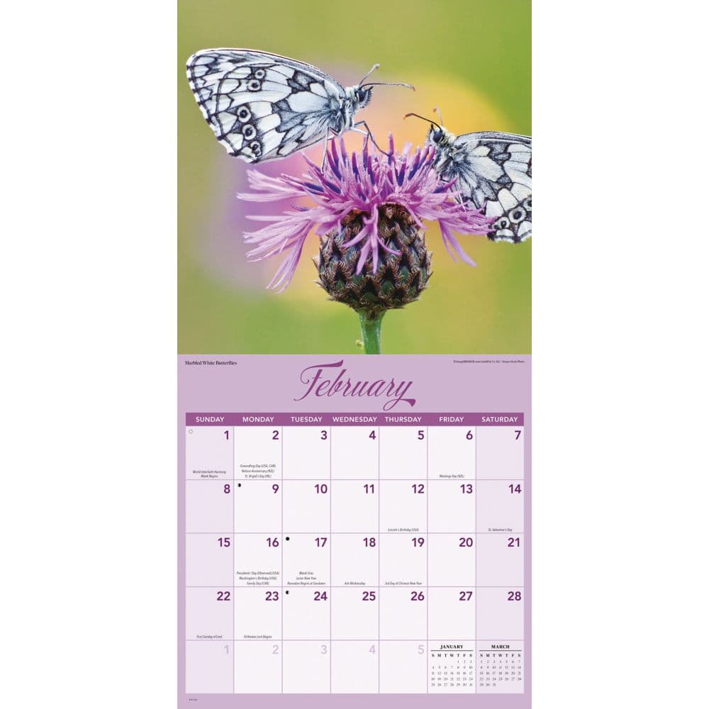 Butterflies Special Value 2026 Wall Calendar Second Alternate Image