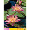 image Water Lilies 500 Piece Puzzle