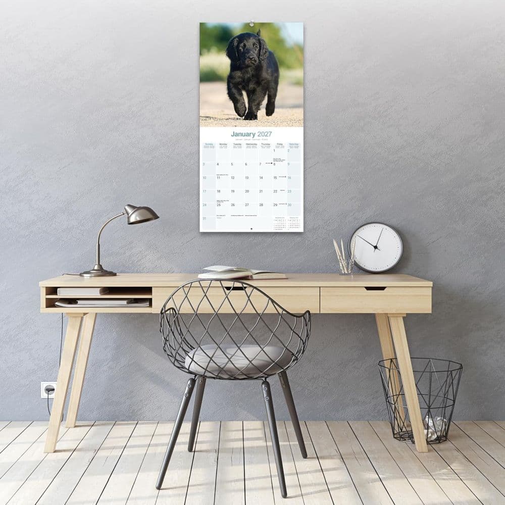Flatcoated Retriever 2027 Wall Calendar Third Alternate Image